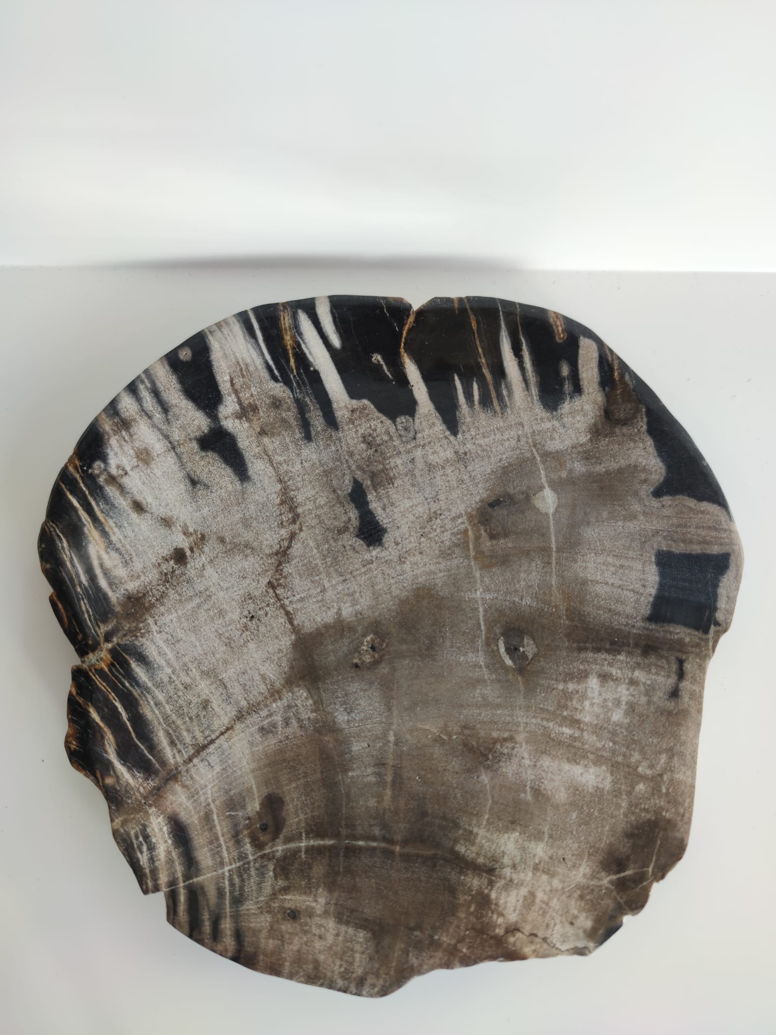 Large empty pocket or flat petrified wood - 24,5cm