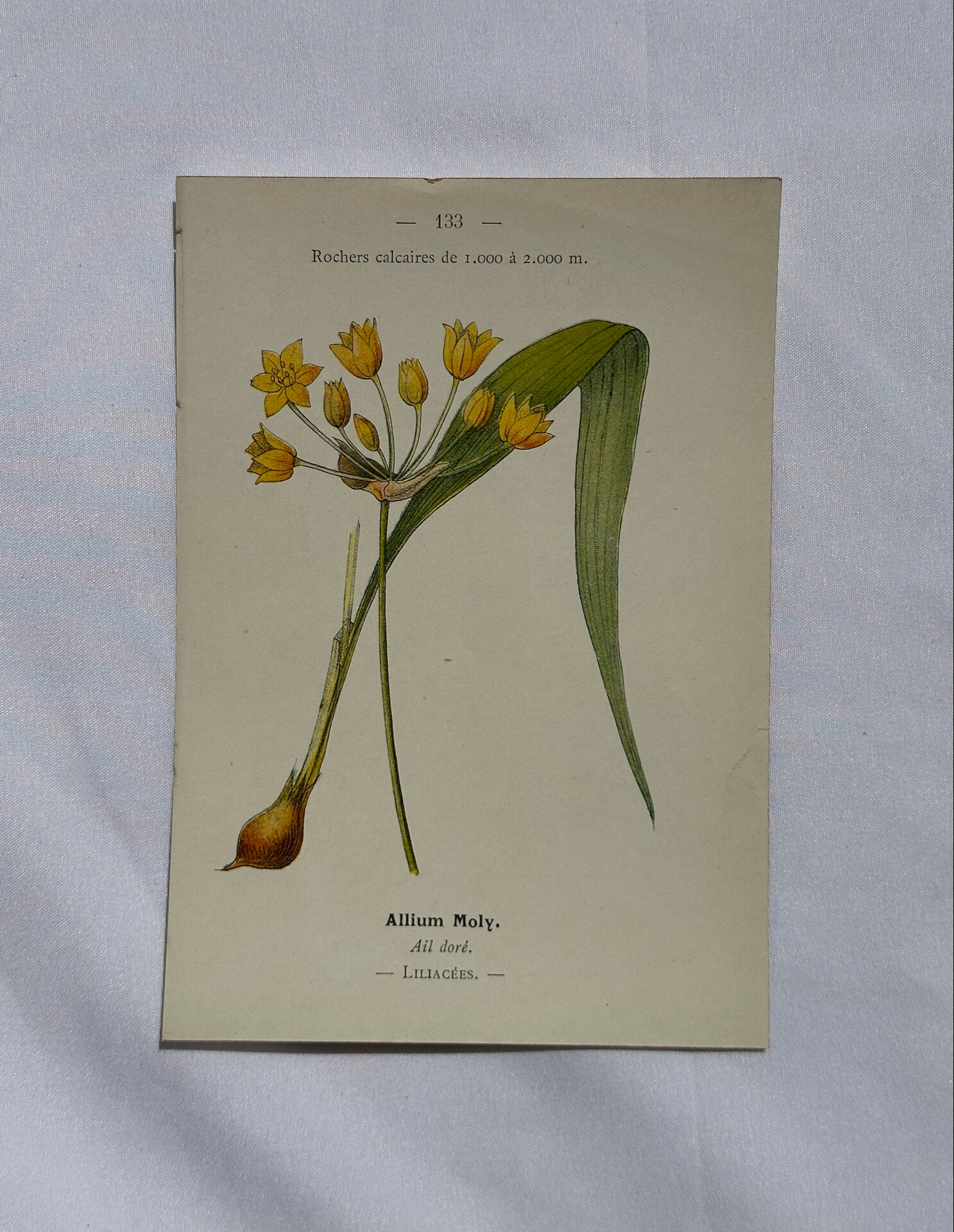 Naturalist engraving French botanical plate 19th century double-sided