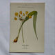 Naturalist engraving French botanical plate 19th century double-sided