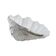 Decorative Tridacna seashell, boho style, 1980s