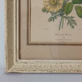 Vintage Redouté Botanical Lithograph