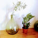 Demijohn green 8 liters