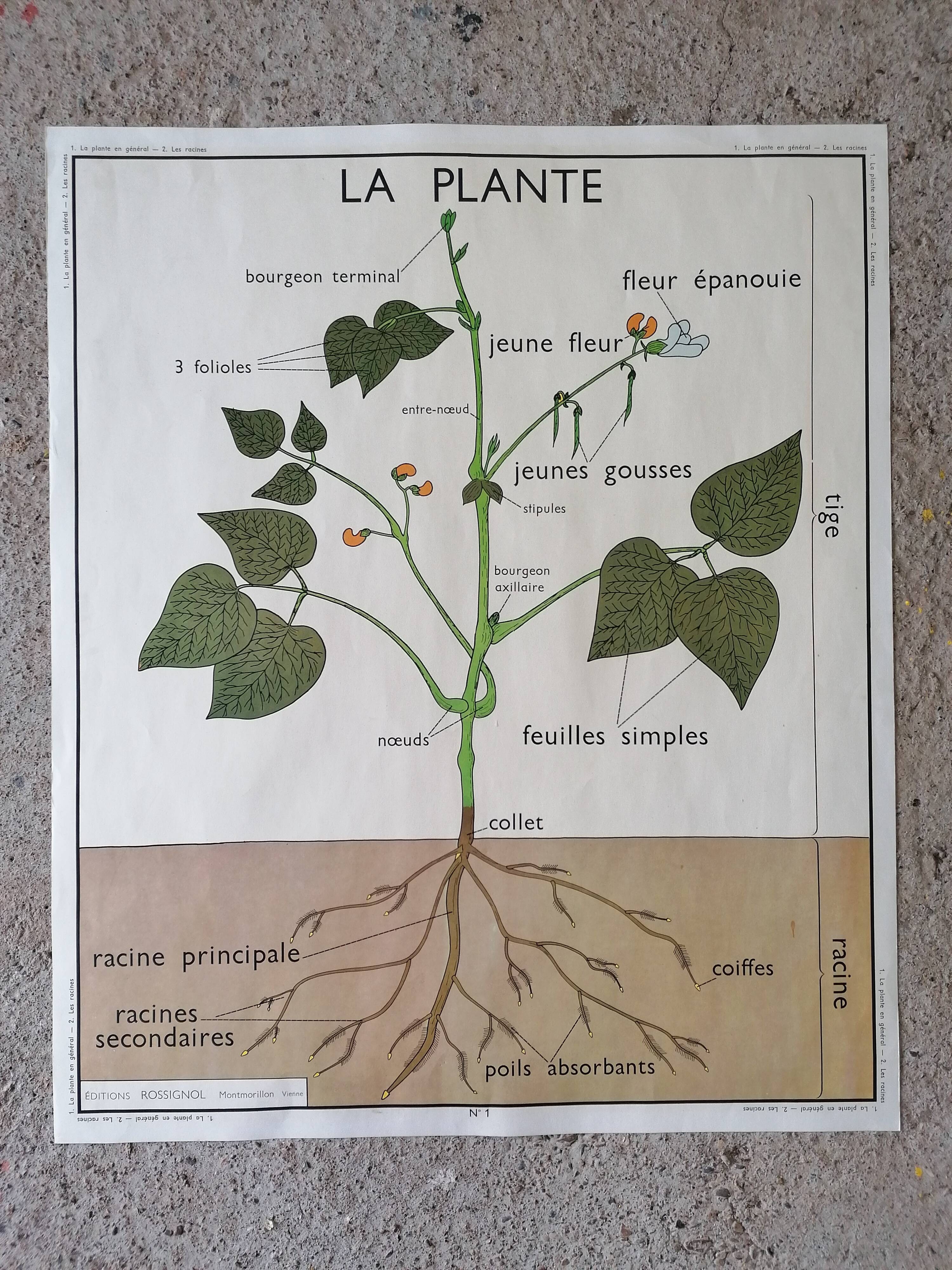 Old Rossignol educational poster: La Plante & Les Racines.