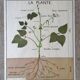 Old Rossignol educational poster: La Plante & Les Racines.