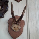 Set of 5 trophies horns