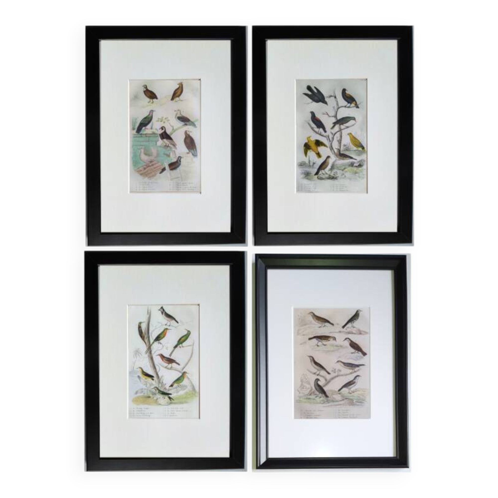 Set of 4 Ornithological plates Buffon 1838 "Lark, Quail, Tit, Troupial"