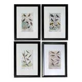 Set of 4 Ornithological plates Buffon 1838 "Lark, Quail, Tit, Troupial"