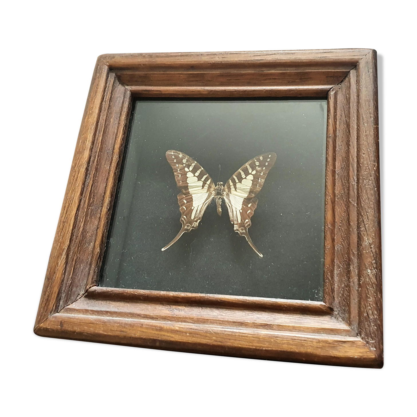 Naturalized butterfly