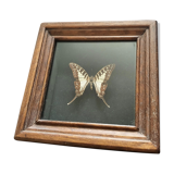 Naturalized butterfly