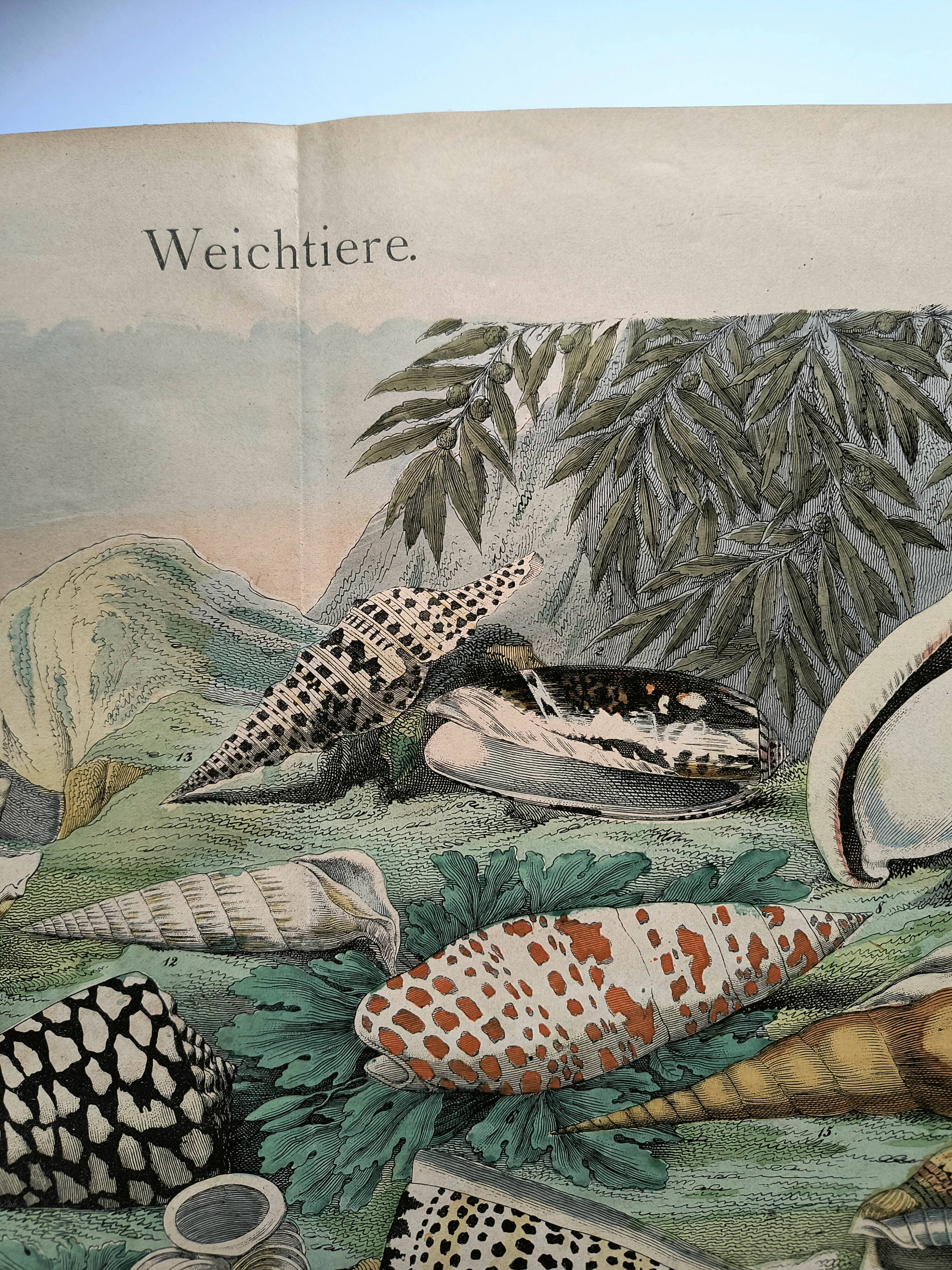 Old engraving from 1886. Shells and molluscs (2) Sea, beach and ocean.