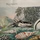 Gravure ancienne de 1886. Coquillages et mollusques (2) Mer, plage et océan
