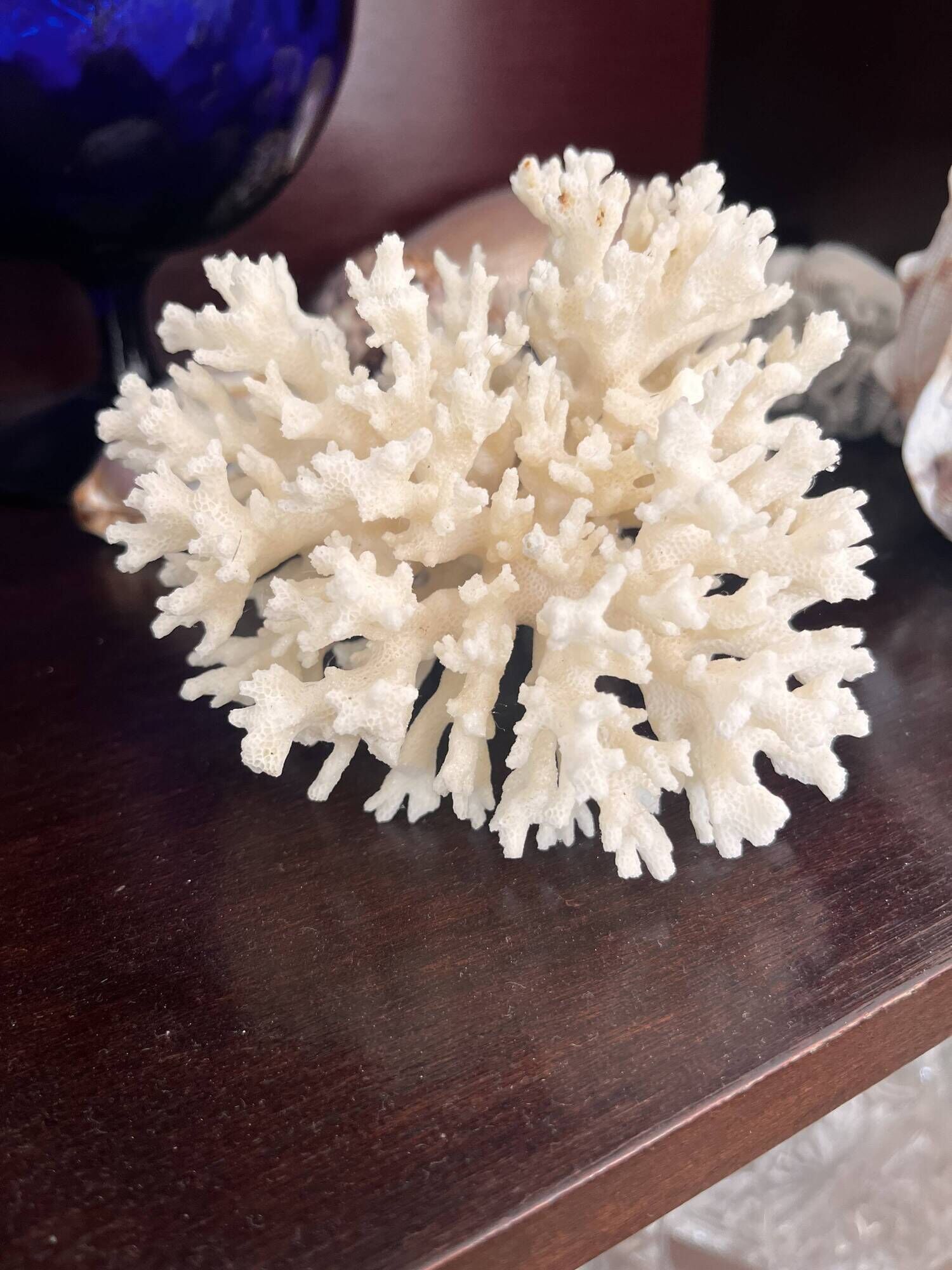Ancient coral