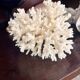 Ancient coral