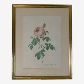 Ancienne gravure botanique encadrée rose signée redouté