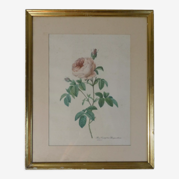 Old pink framed botanical engraving signed redouté