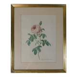 Old pink framed botanical engraving signed redouté