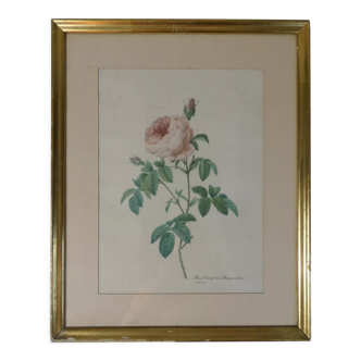 Old pink framed botanical engraving signed redouté