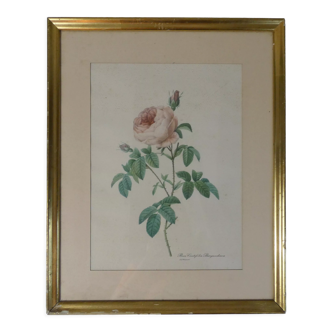 Ancienne gravure botanique encadrée rose signée redouté