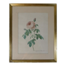 Old pink framed botanical engraving signed redouté