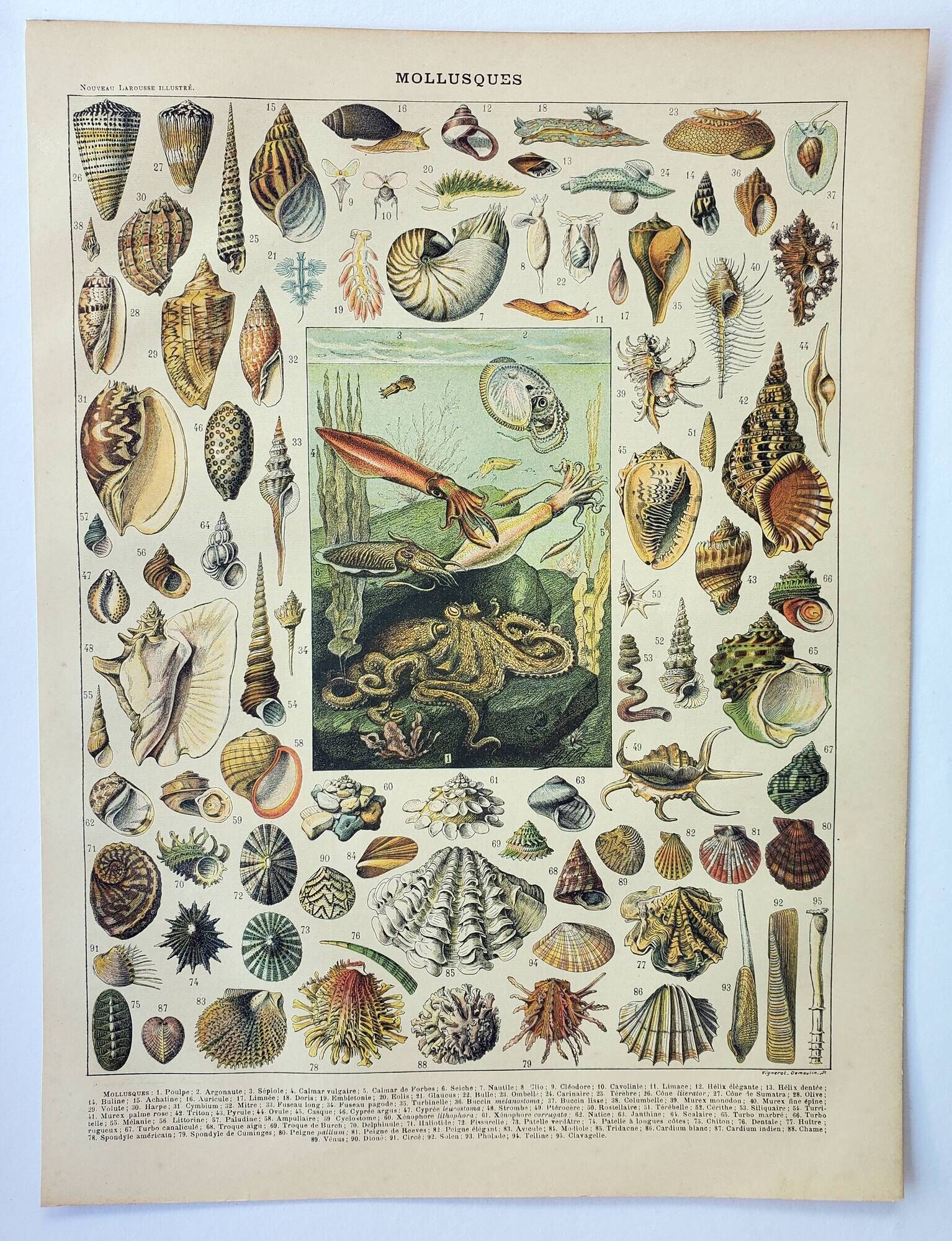 Old engraving 1898, Mollusk, shell, fish • Lithograph, original illustration