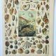 Old engraving 1898, Mollusk, shell, fish • Lithograph, original illustration
