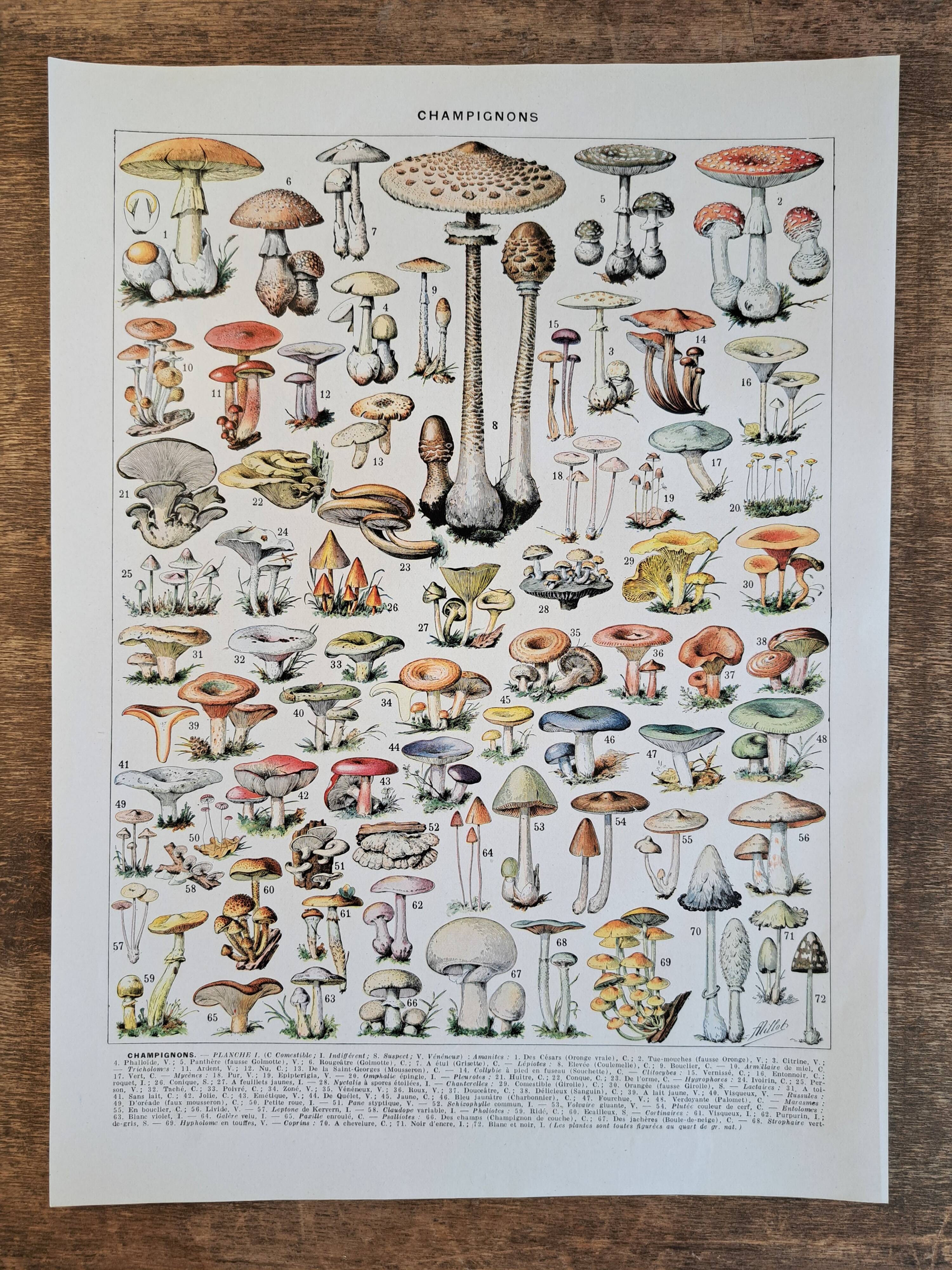 Ancienne planche botanique champignons, 1930