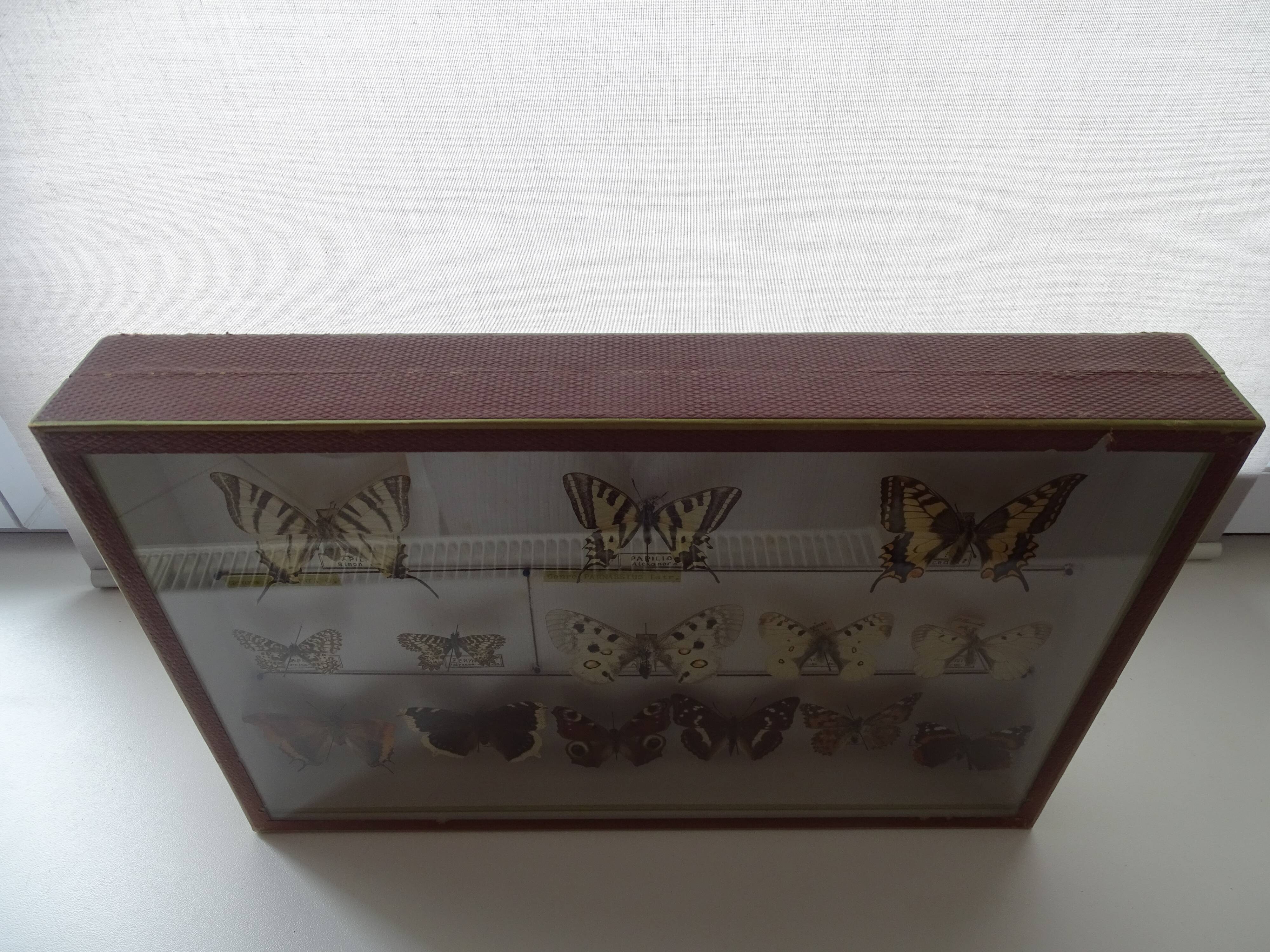 14 ancient stuffed butterflies under frame era 1930