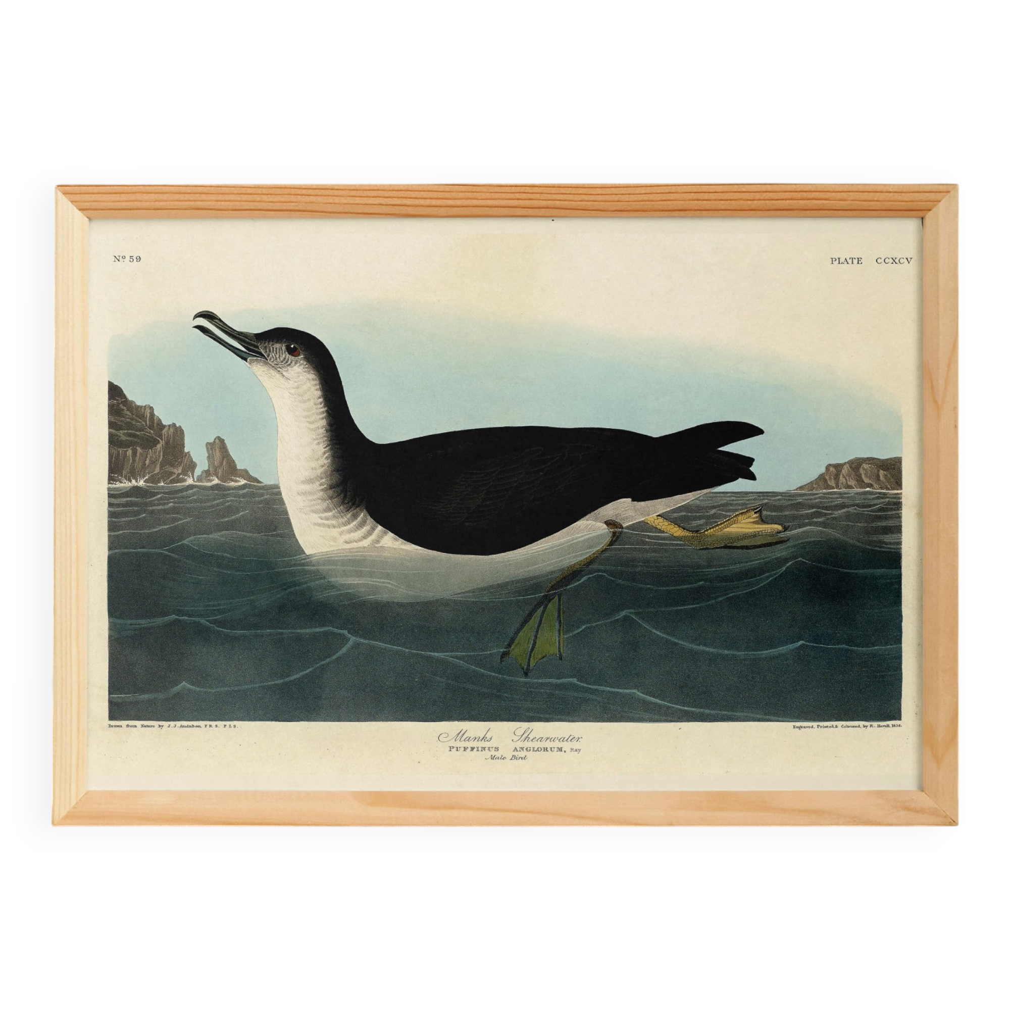 Poster about the Manx Shearwater, after an old engraving from 1827.