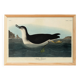 Poster about the Manx Shearwater, after an old engraving from 1827.