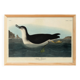 Poster about the Manx Shearwater, after an old engraving from 1827.
