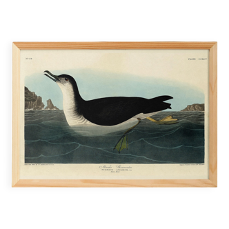 Poster about the Manx Shearwater, after an old engraving from 1827.