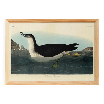 Poster about the Manx Shearwater, after an old engraving from 1827.