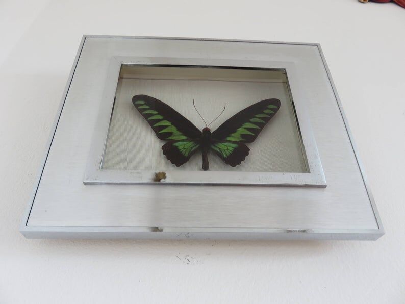 Cadre papillon naturalisé