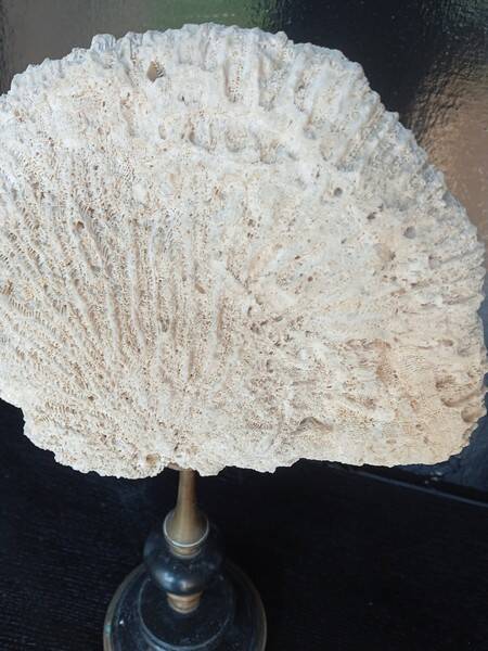 Cabinet of Curiosities 36cm coral brain of Neptune on base