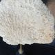 Cabinet of Curiosities 36cm coral brain of Neptune on base