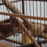 Old wooden bird cage