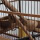 Old wooden bird cage