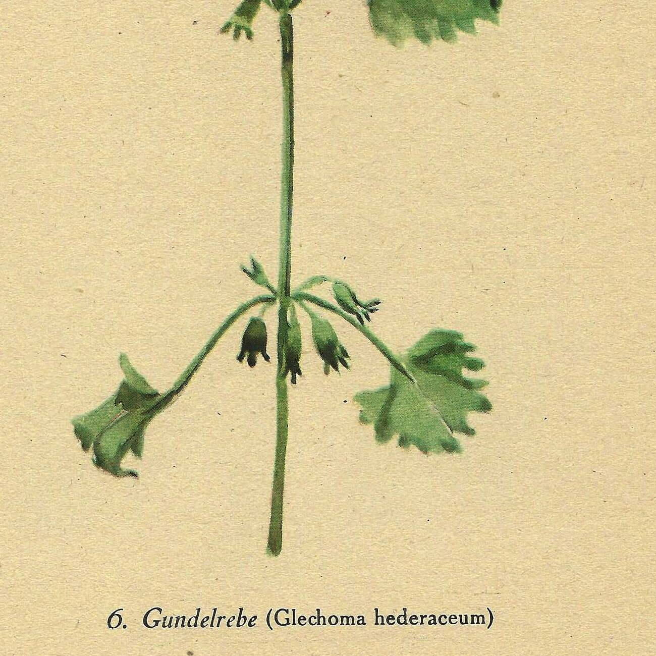 Illustration ancienne 1948 - Lierre terrestre - Planche botanique vintage