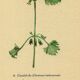 Illustration ancienne 1948 - Lierre terrestre - Planche botanique vintage