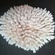 Corail authentique