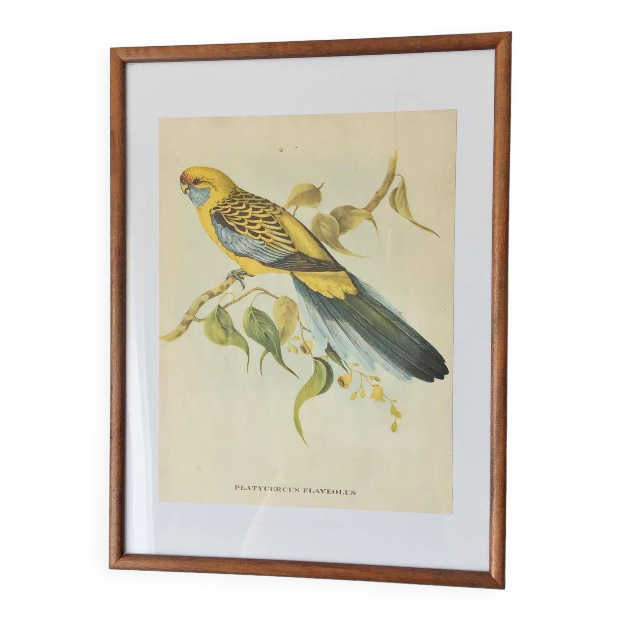 Vintage parakeet lithograph frame