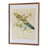 Vintage parakeet lithograph frame