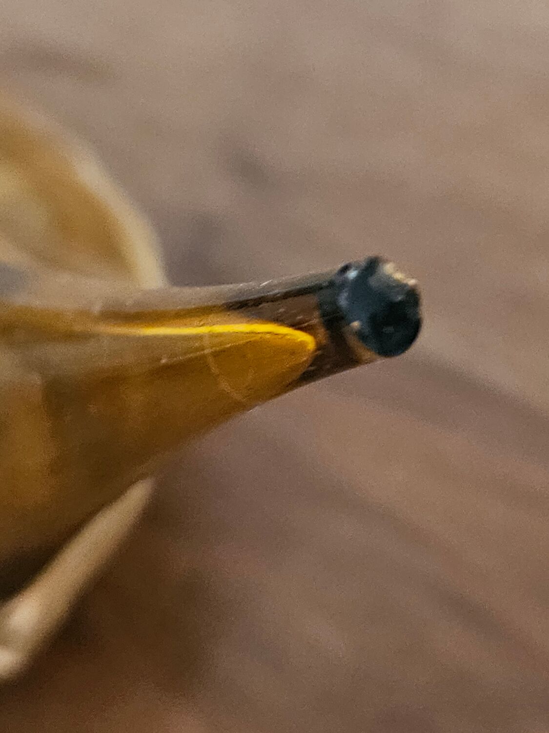 Catalan bottle in amber glass and wicker