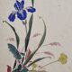 Ancient Japanese watercolour, Iris, Meiji era, around 1900, 33 × 43 cm