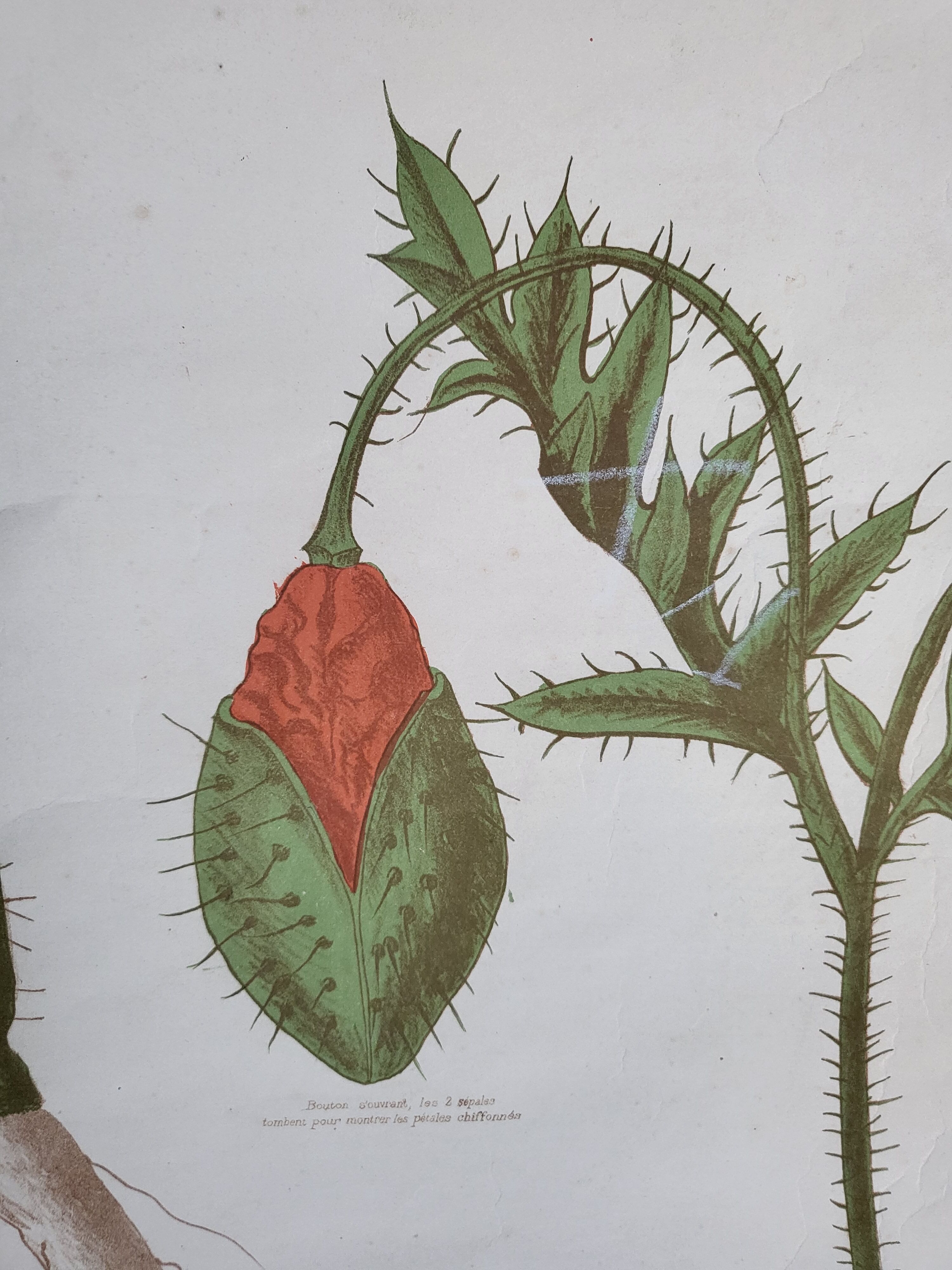 Old Deyrolle educational poster