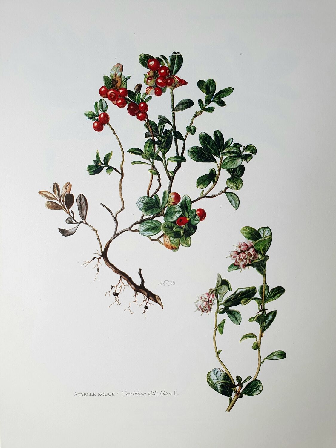Botanical board Lingonberry red