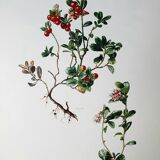 Botanical board Lingonberry red
