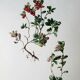 Botanical board Lingonberry red