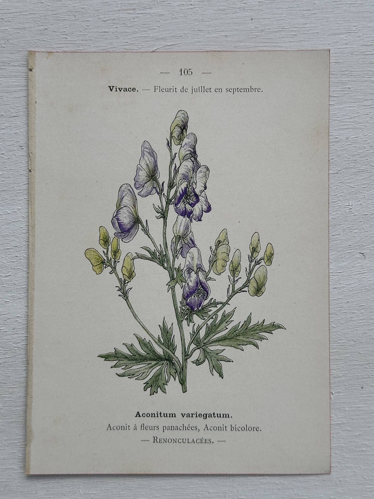 Botanical Plate 1800 Old Naturalist Engraving 19th Century Double-Sided