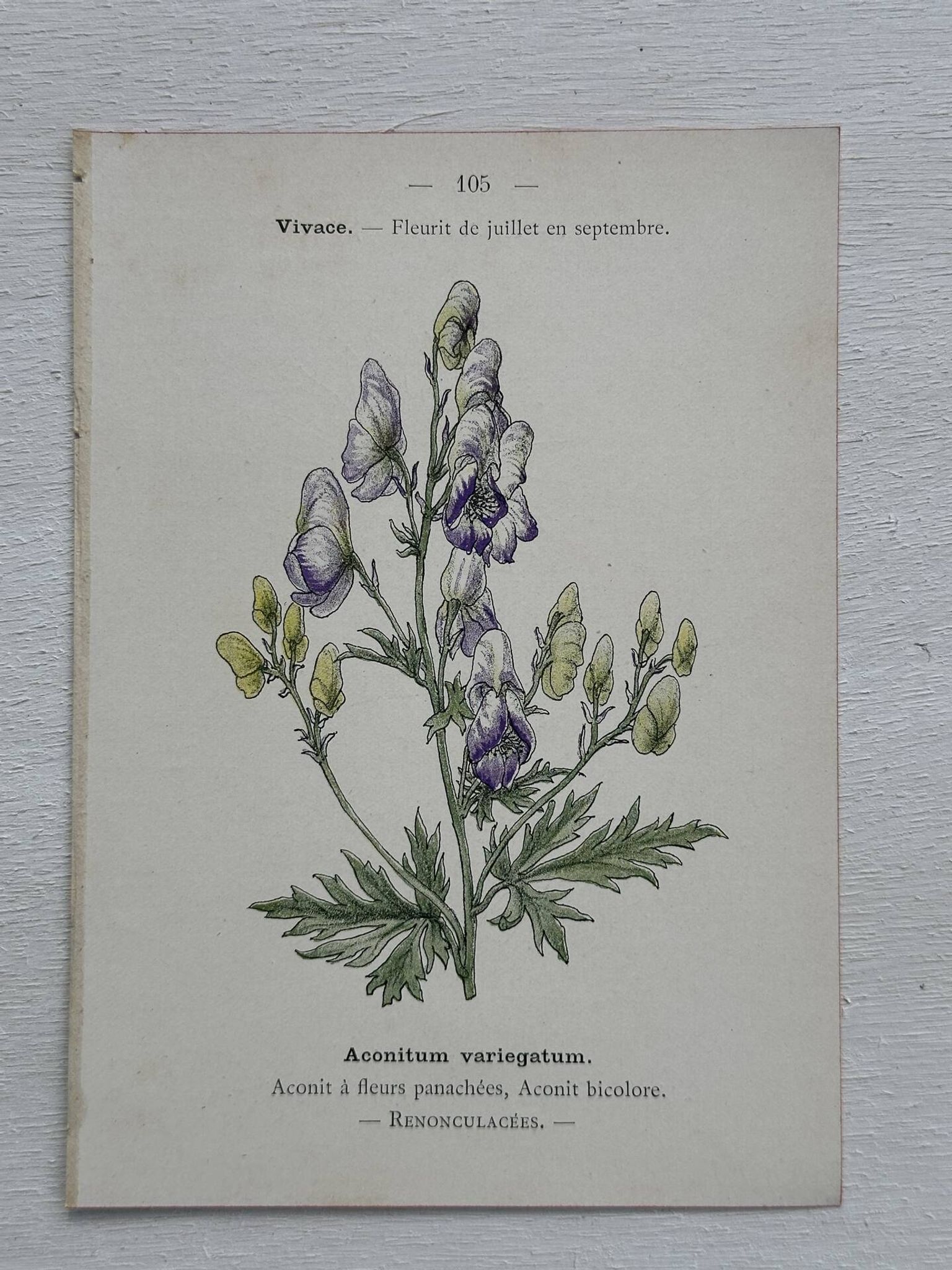 Botanical Plate 1800 Old Naturalist Engraving 19th Century Double-Sided